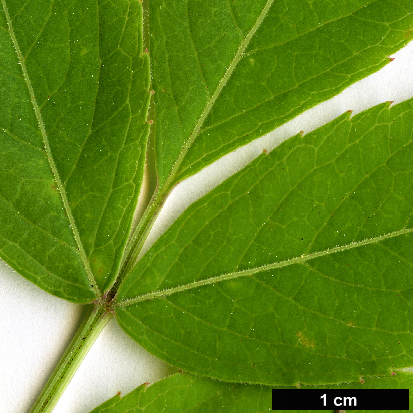 High resolution image: Family: Adoxaceae - Genus: Sambucus - Taxon: canadensis