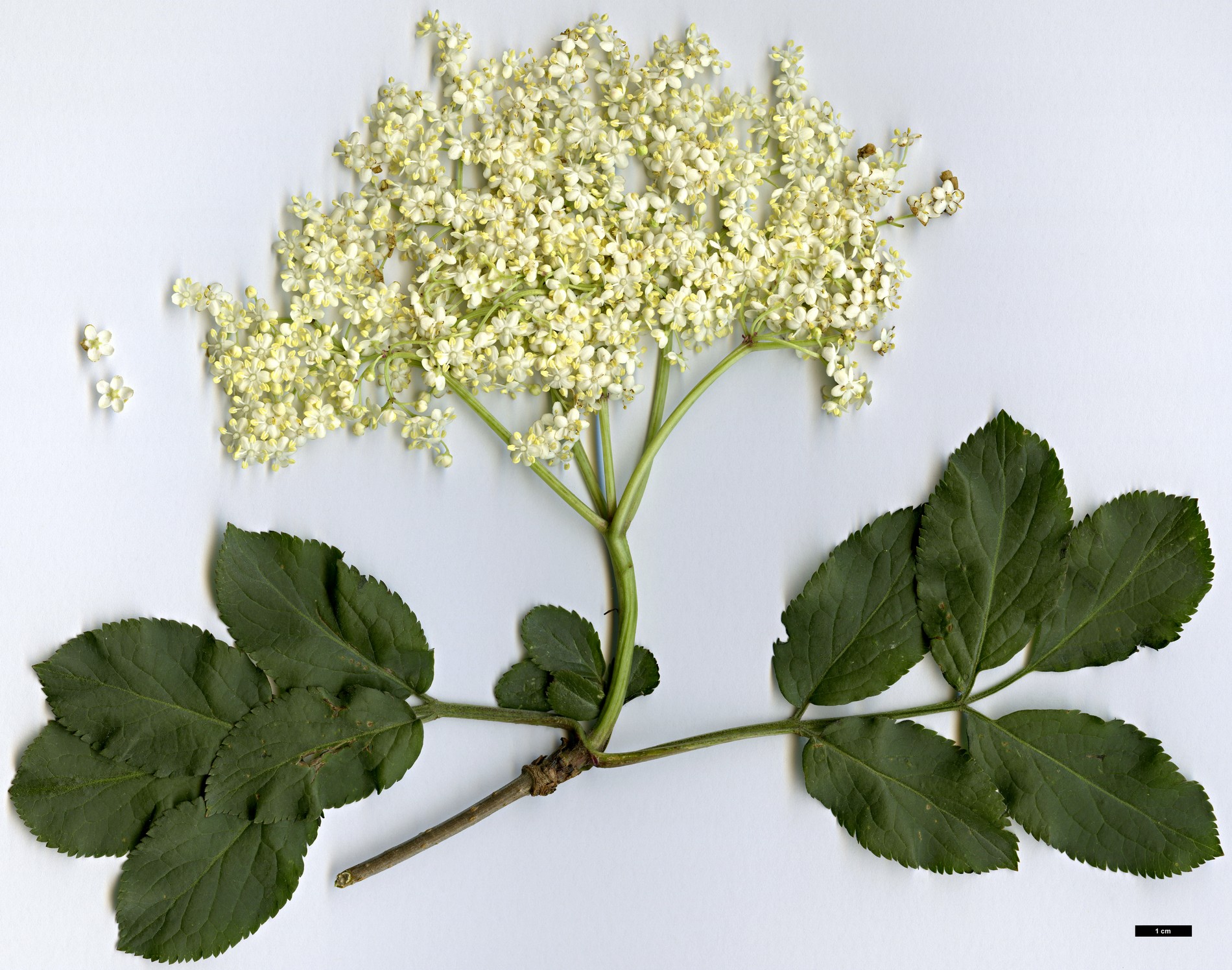 High resolution image: Family: Adoxaceae - Genus: Sambucus - Taxon: nigra