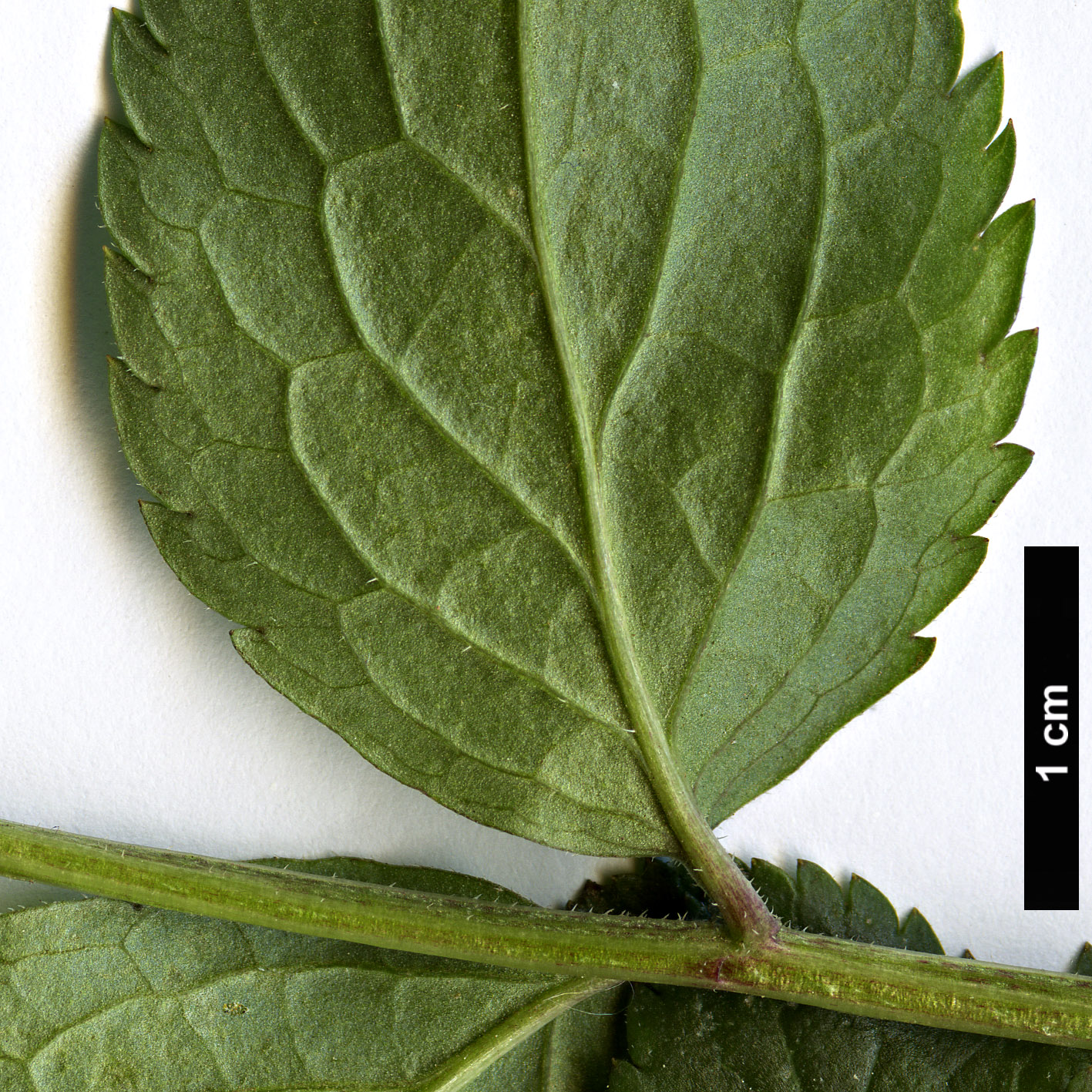 High resolution image: Family: Adoxaceae - Genus: Sambucus - Taxon: nigra