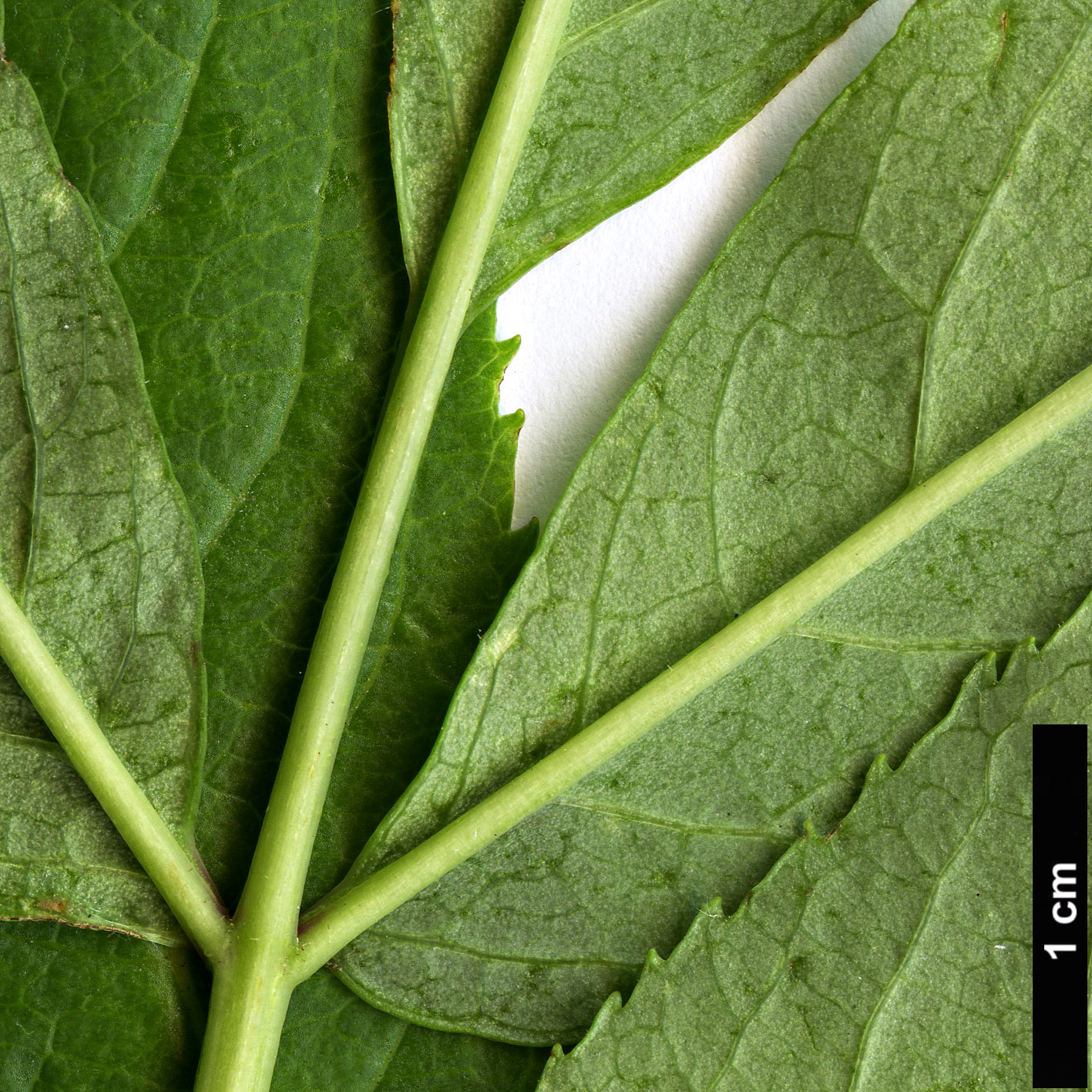 High resolution image: Family: Adoxaceae - Genus: Sambucus - Taxon: racemosa