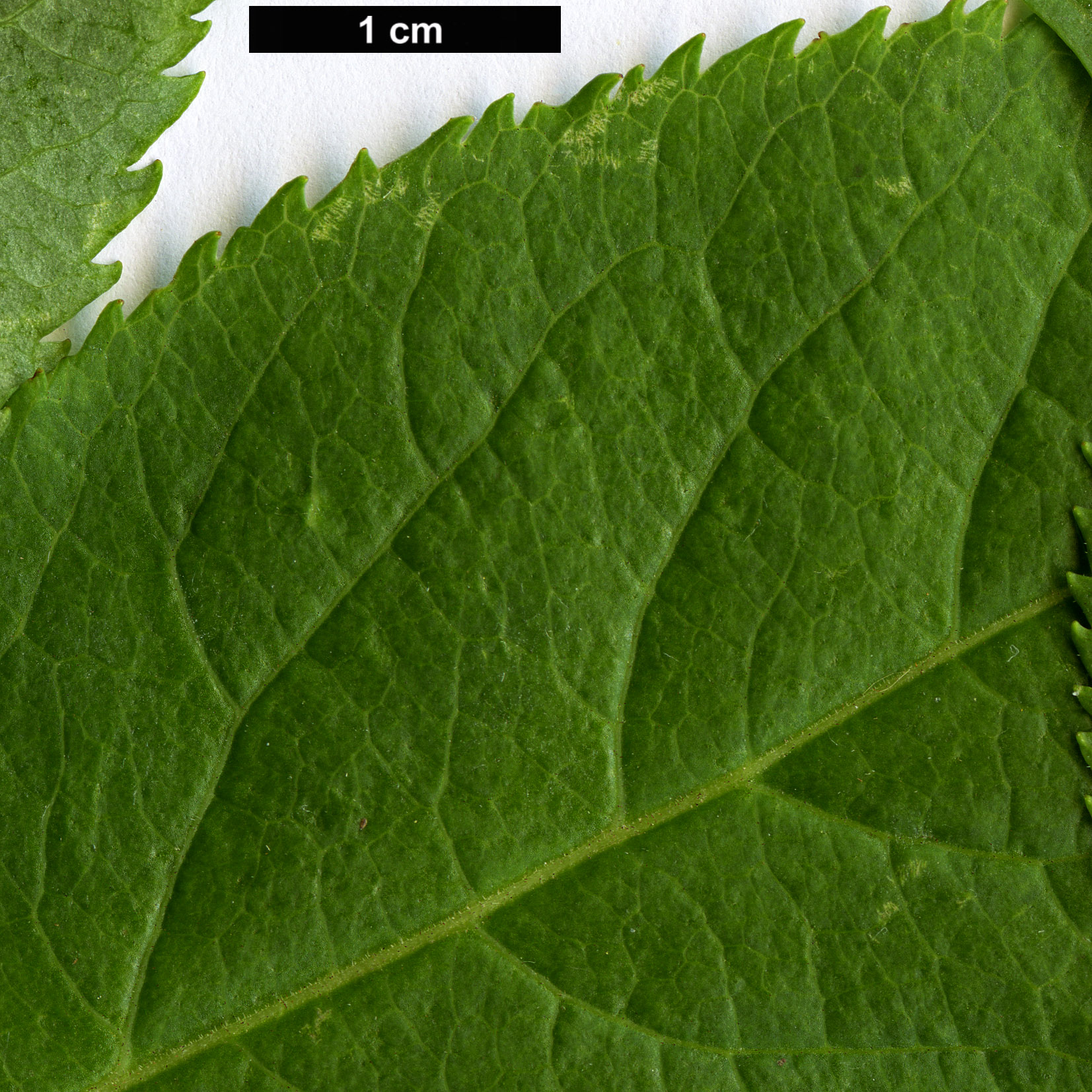 High resolution image: Family: Adoxaceae - Genus: Sambucus - Taxon: racemosa