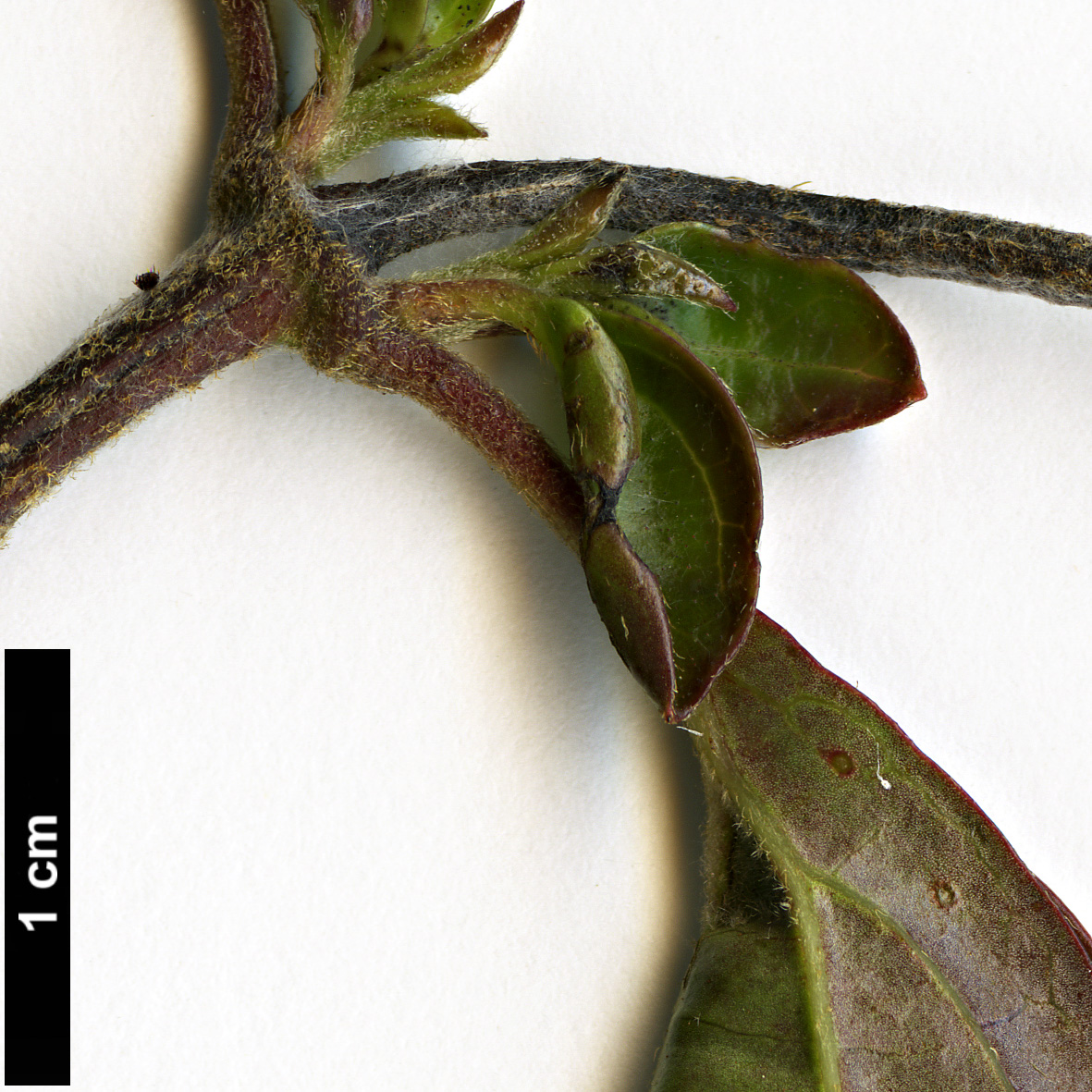 High resolution image: Family: Adoxaceae - Genus: Viburnum - Taxon: 'Cotentin'