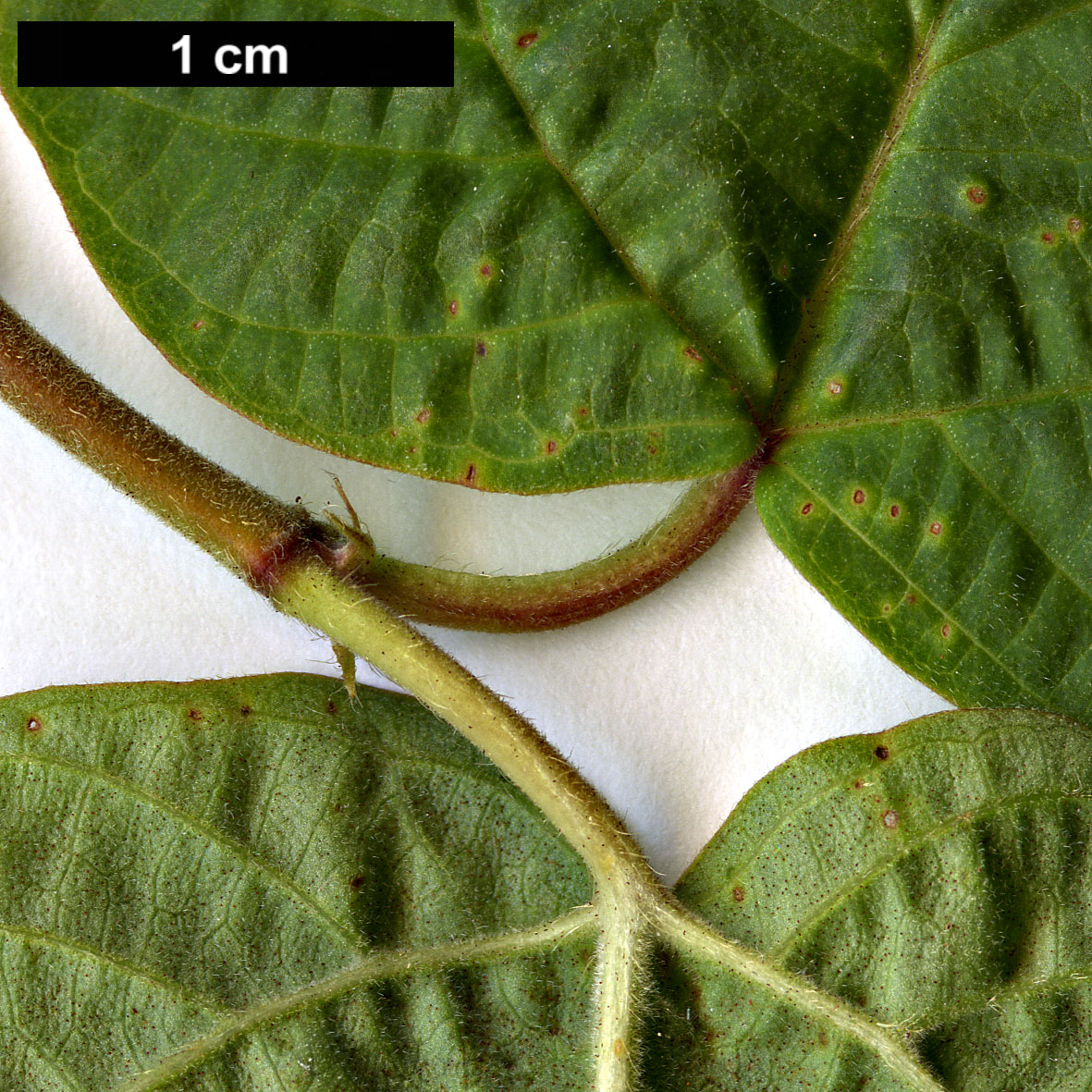 High resolution image: Family: Adoxaceae - Genus: Viburnum - Taxon: acerifolium
