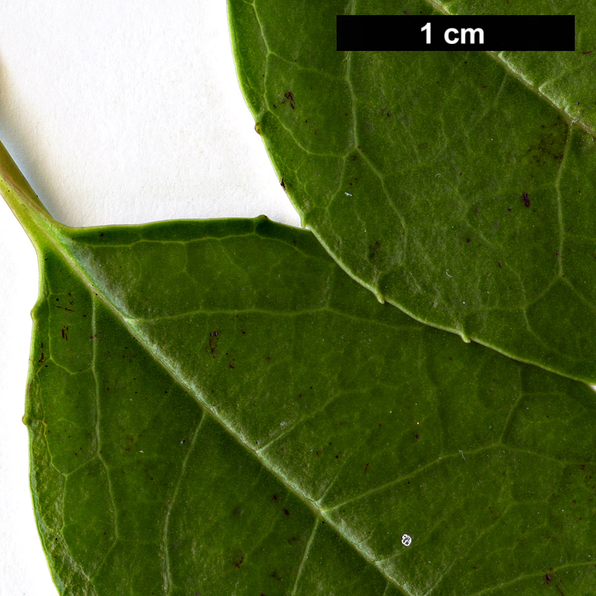 High resolution image: Family: Adoxaceae - Genus: Viburnum - Taxon: atrocyaneum