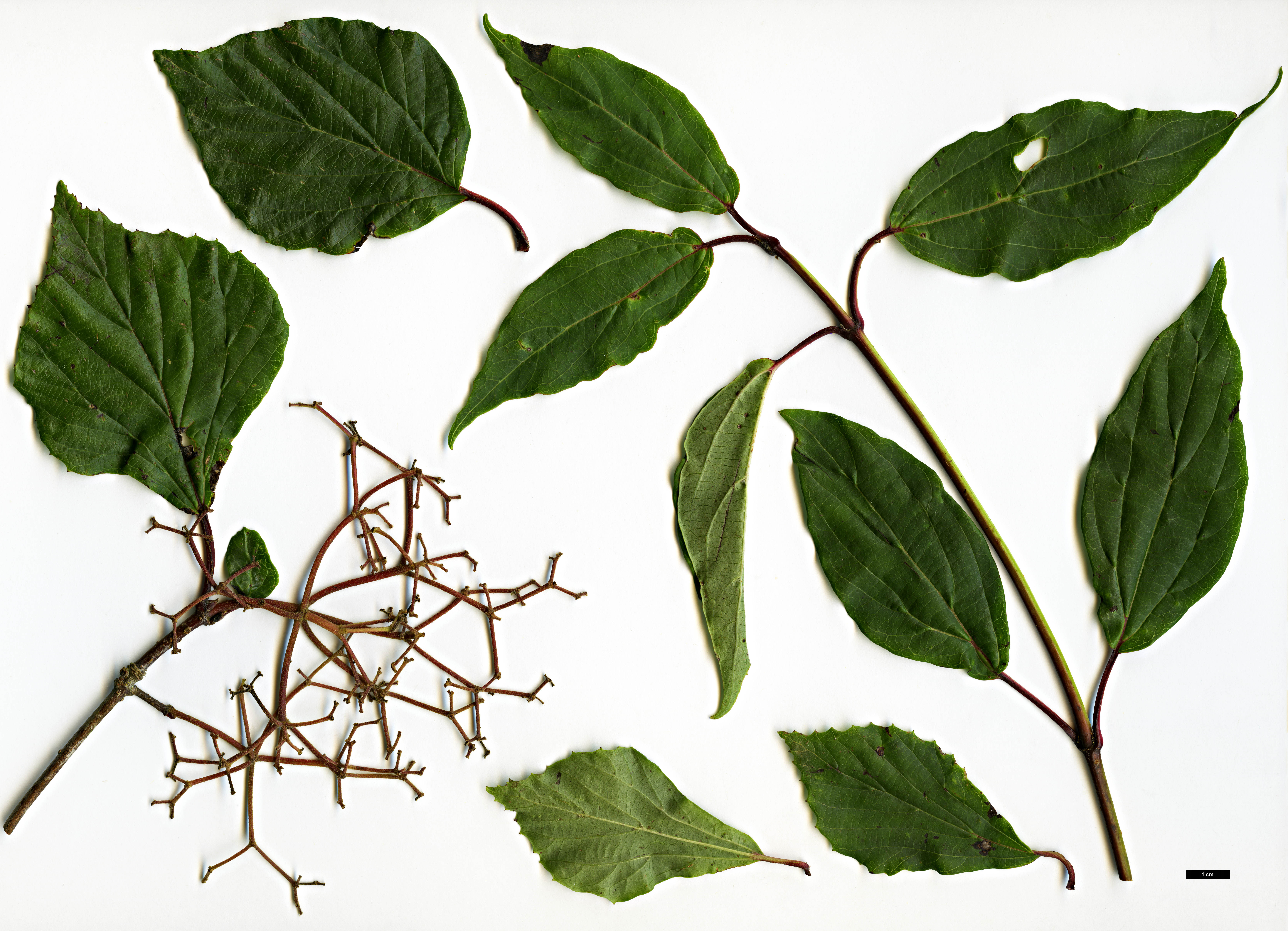 High resolution image: Family: Adoxaceae - Genus: Viburnum - Taxon: betulifolium