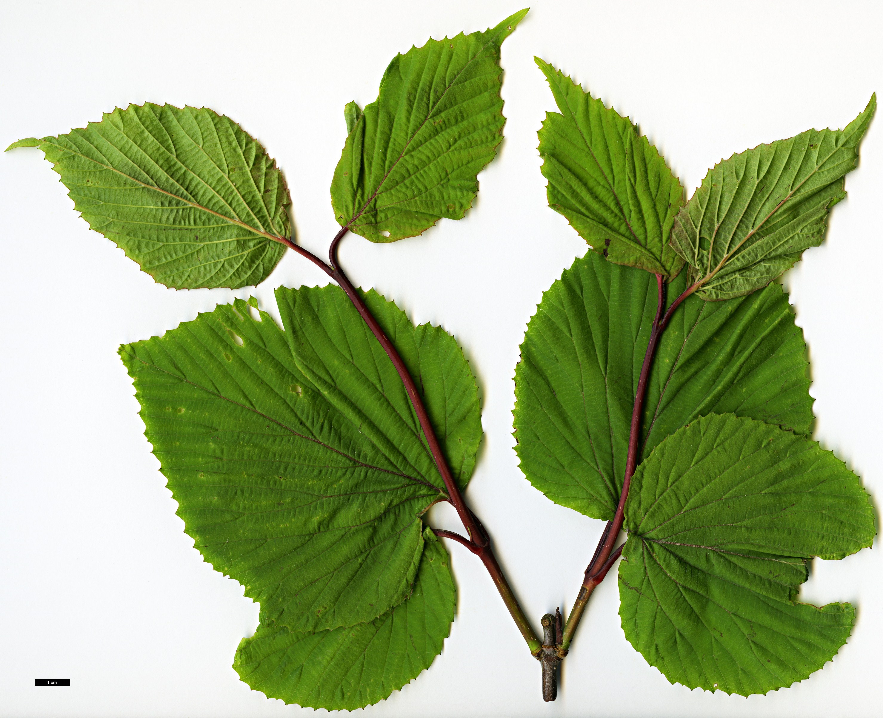High resolution image: Family: Adoxaceae - Genus: Viburnum - Taxon: brachyandrum