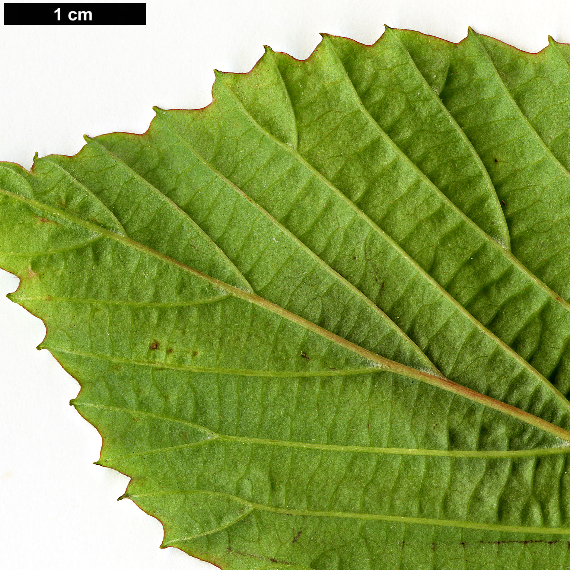 High resolution image: Family: Adoxaceae - Genus: Viburnum - Taxon: brachyandrum