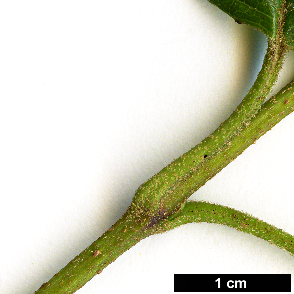 High resolution image: Family: Adoxaceae - Genus: Viburnum - Taxon: bracteatum