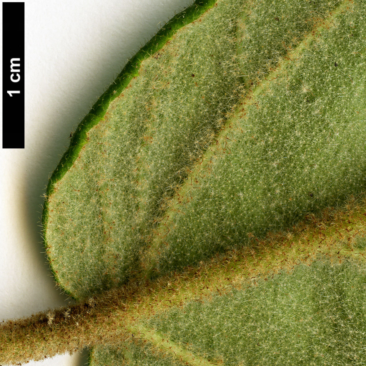 High resolution image: Family: Adoxaceae - Genus: Viburnum - Taxon: buddleifolium