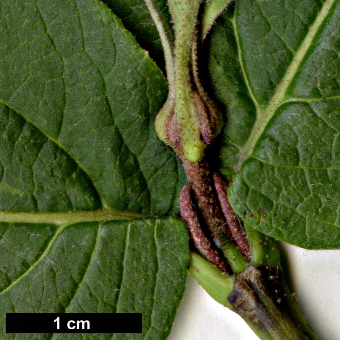 High resolution image: Family: Adoxaceae - Genus: Viburnum - Taxon: burejaeticum