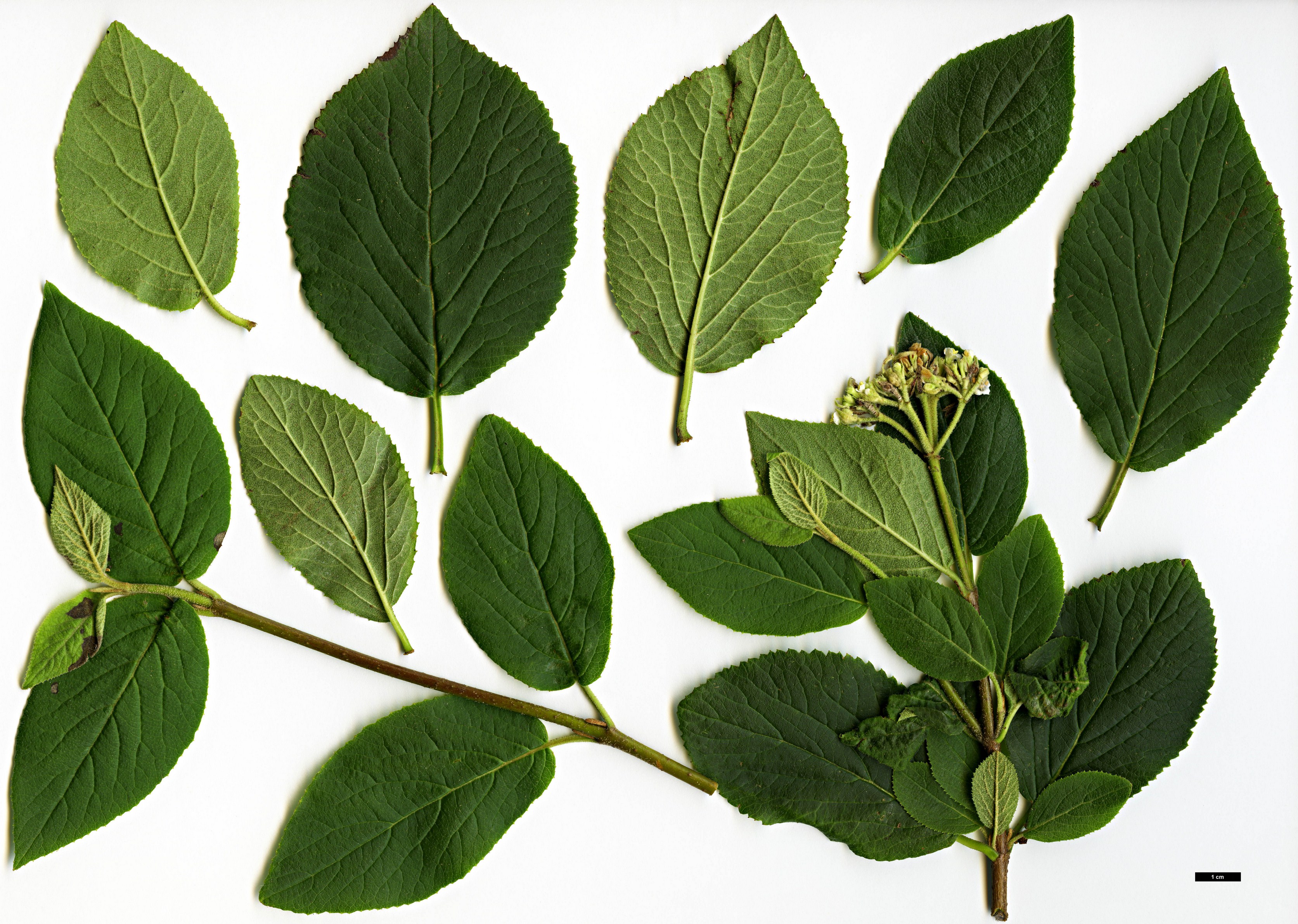 High resolution image: Family: Adoxaceae - Genus: Viburnum - Taxon: burejaeticum
