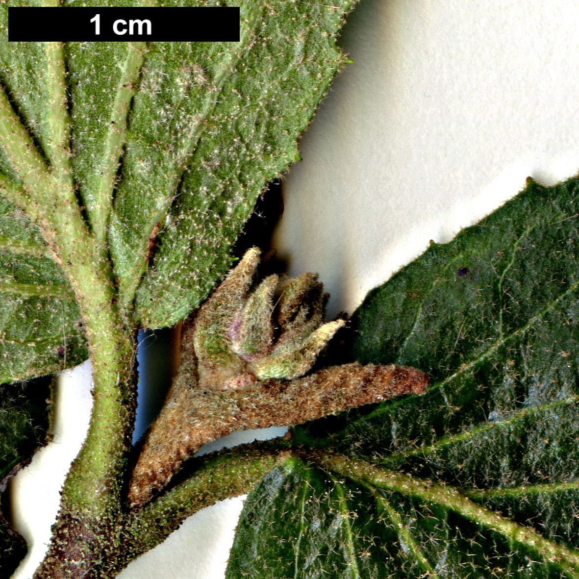 High resolution image: Family: Adoxaceae - Genus: Viburnum - Taxon: carlesii