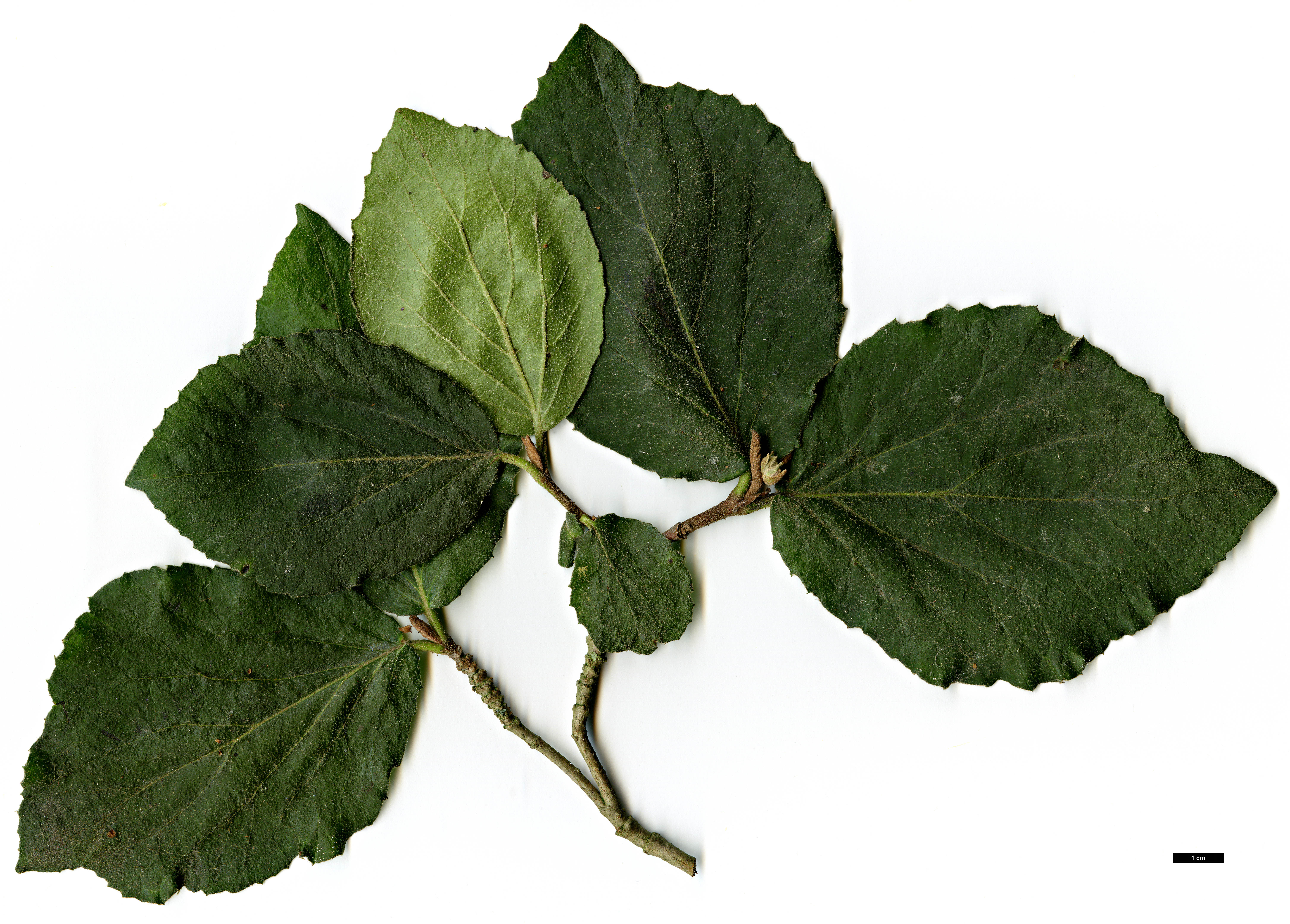 High resolution image: Family: Adoxaceae - Genus: Viburnum - Taxon: carlesii