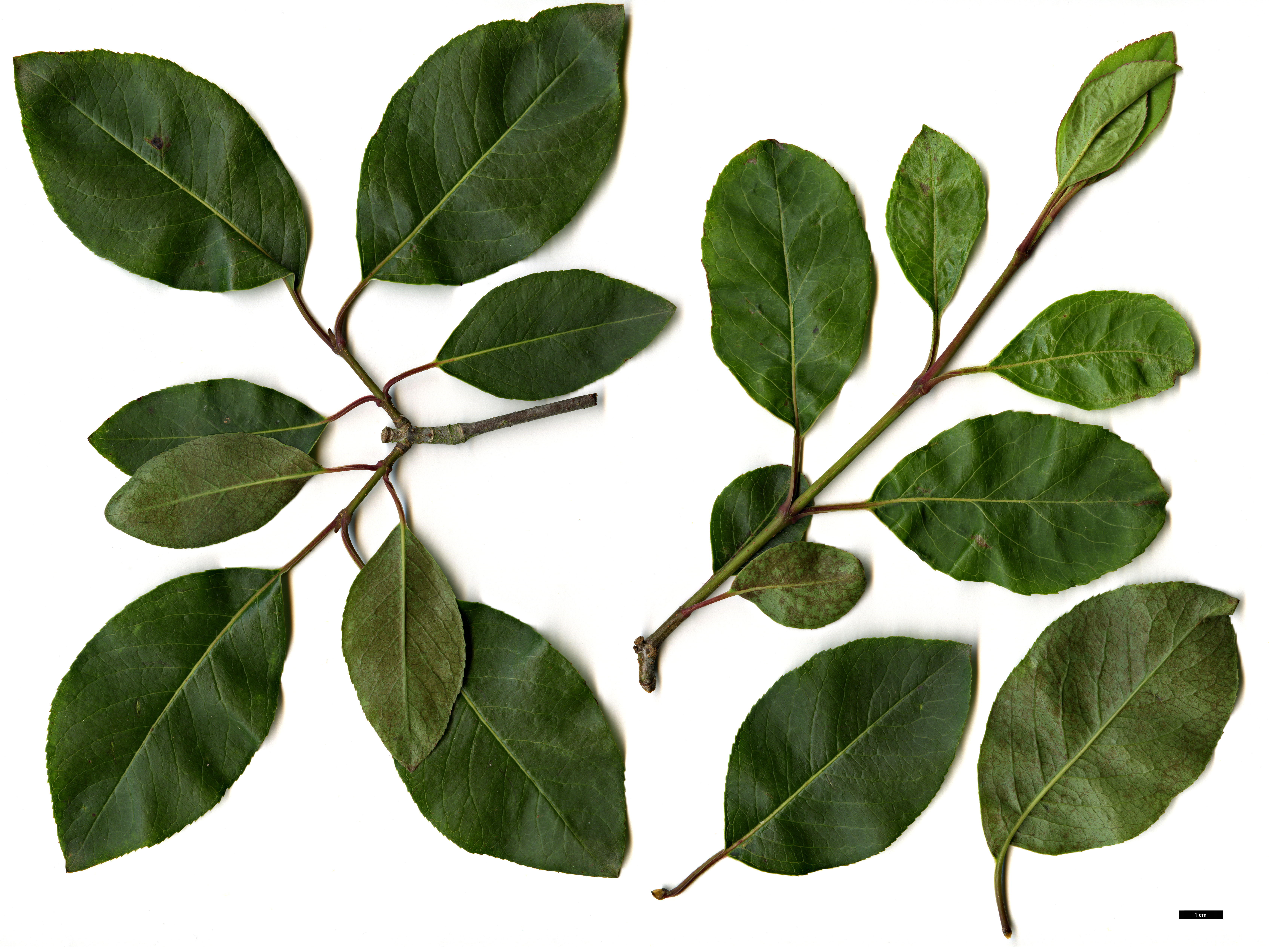 High resolution image: Family: Adoxaceae - Genus: Viburnum - Taxon: cassinoides