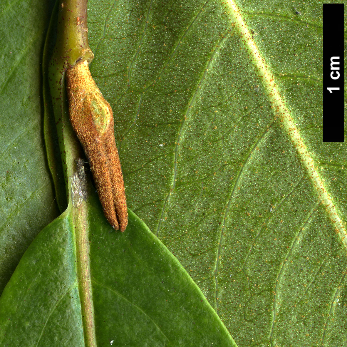 High resolution image: Family: Adoxaceae - Genus: Viburnum - Taxon: cassinoides