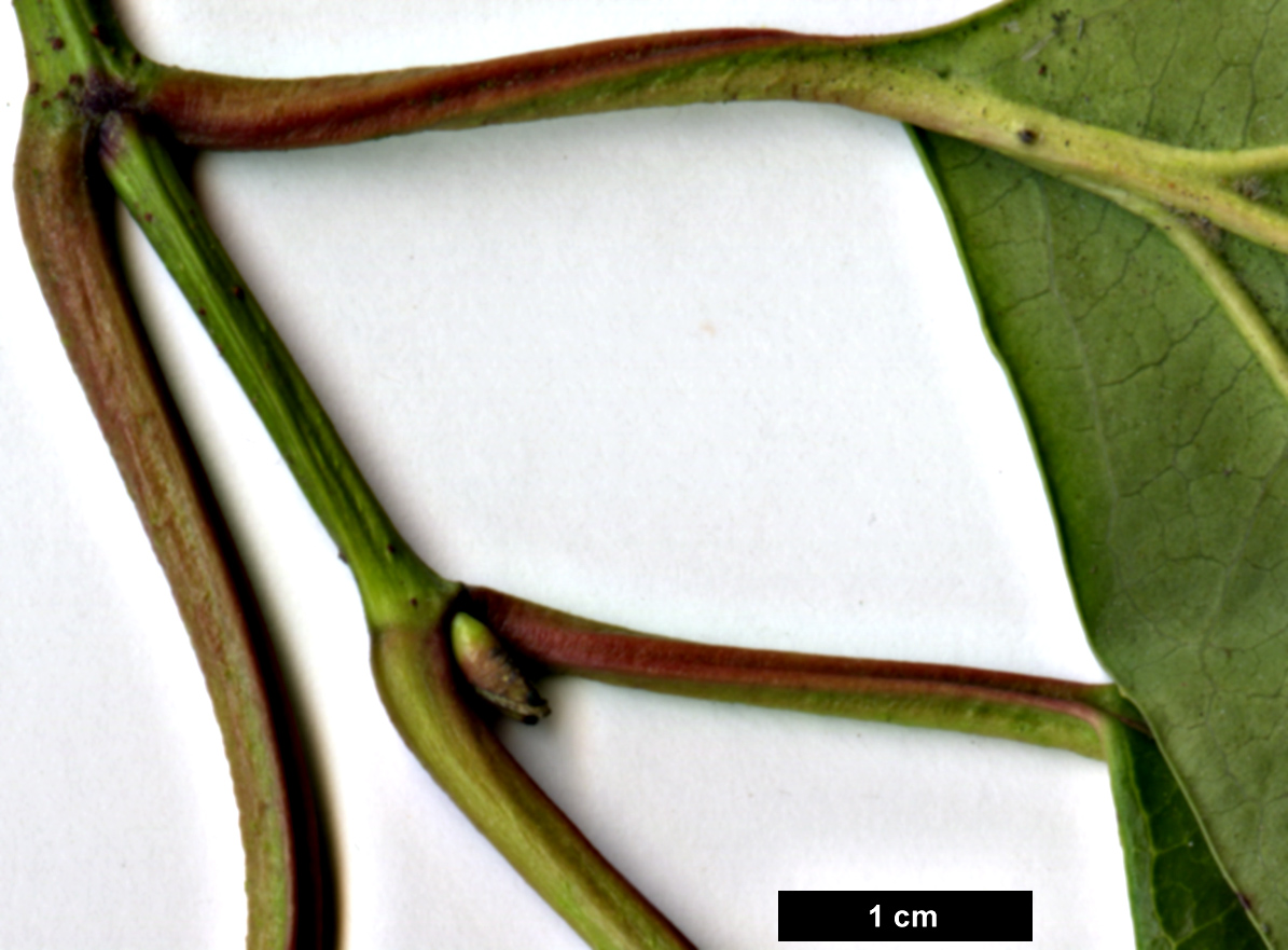 High resolution image: Family: Adoxaceae - Genus: Viburnum - Taxon: cinnamomifolium