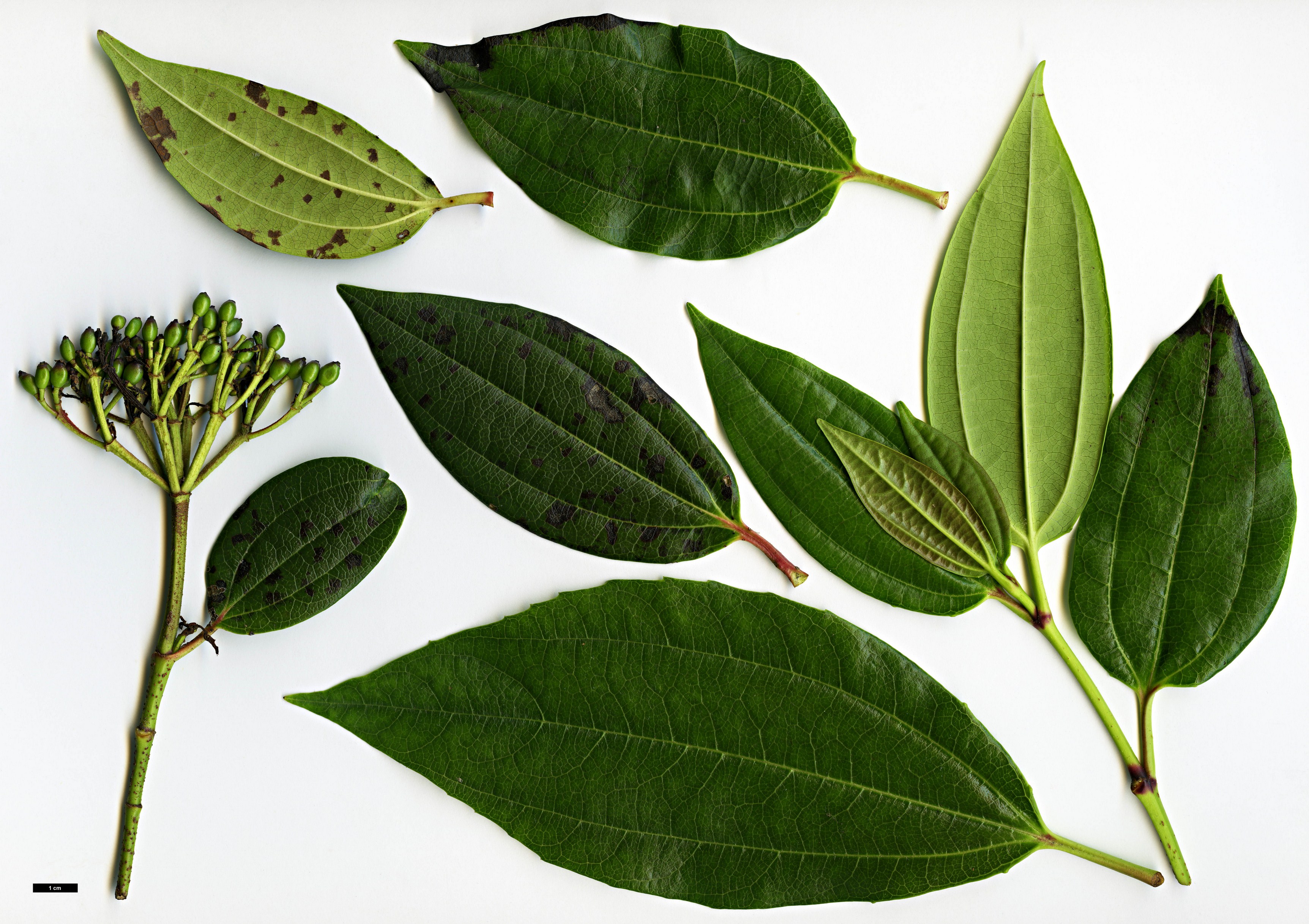 High resolution image: Family: Adoxaceae - Genus: Viburnum - Taxon: cinnamomifolium