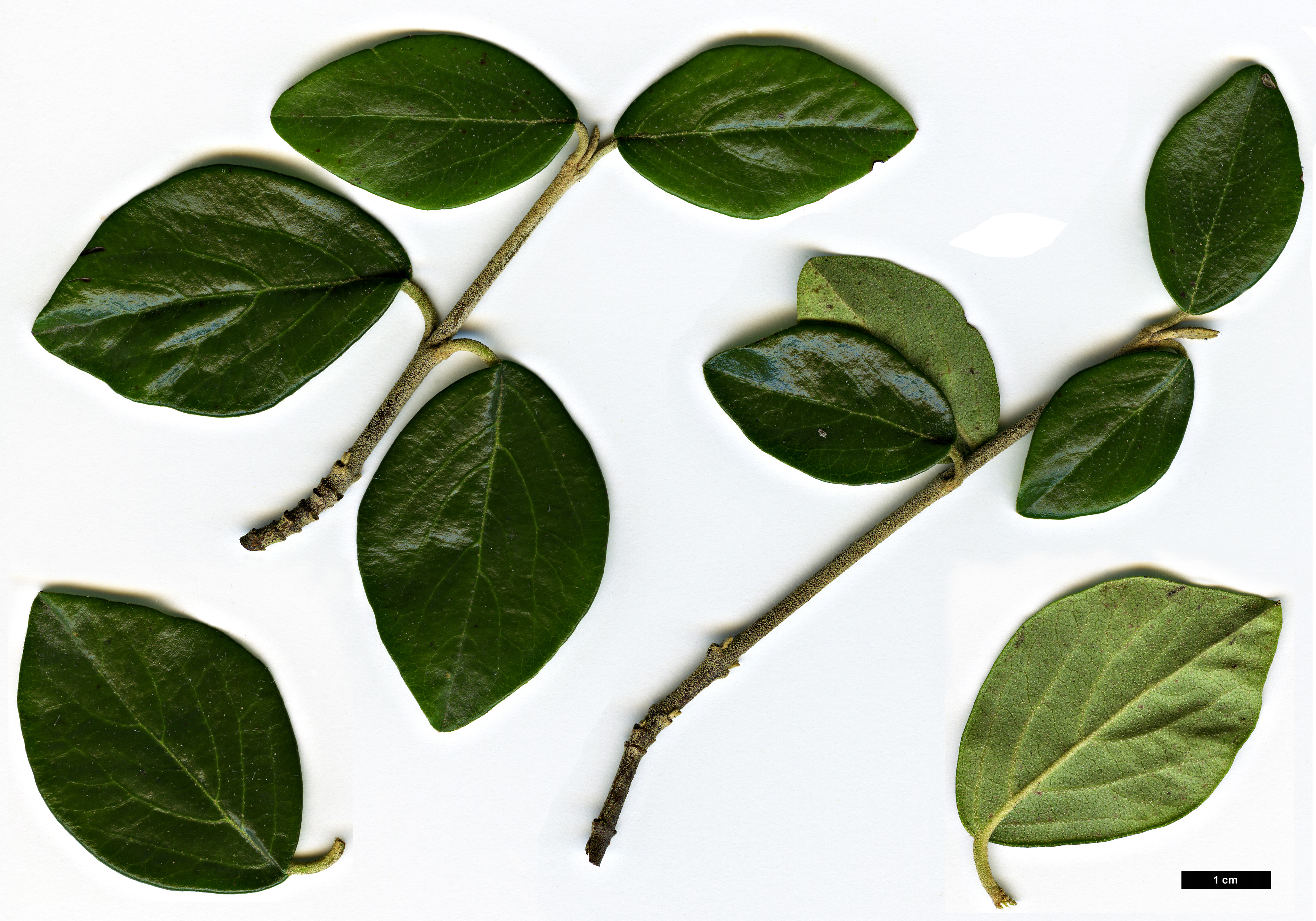 High resolution image: Family: Adoxaceae - Genus: Viburnum - Taxon: congestum