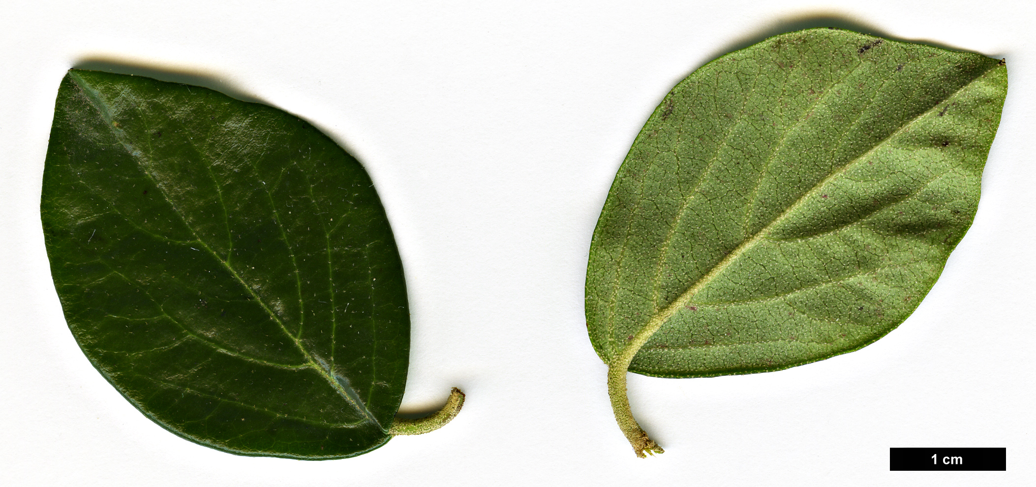High resolution image: Family: Adoxaceae - Genus: Viburnum - Taxon: congestum
