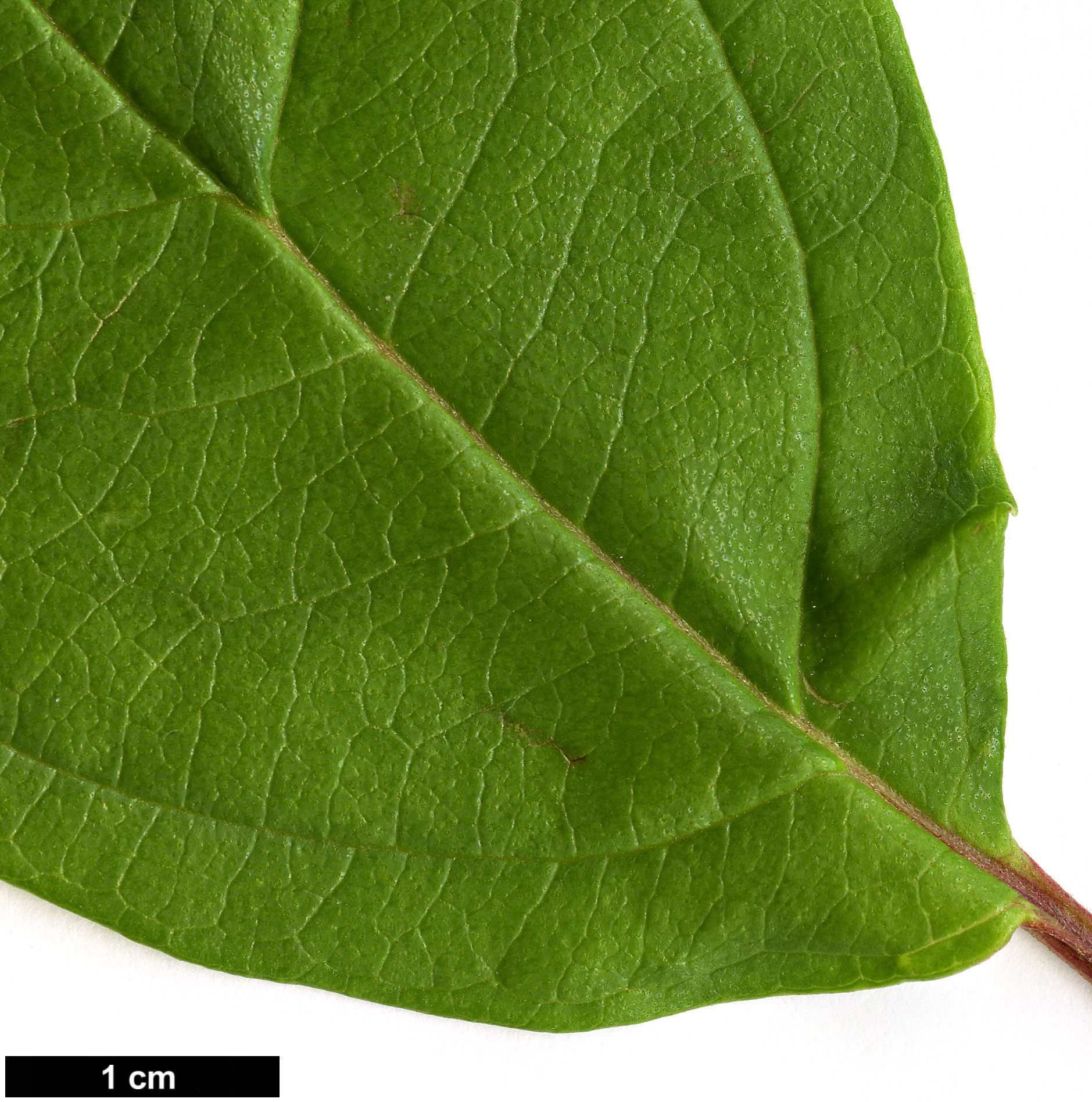 High resolution image: Family: Adoxaceae - Genus: Viburnum - Taxon: coriaceum