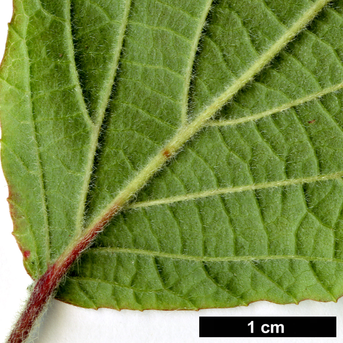 High resolution image: Family: Adoxaceae - Genus: Viburnum - Taxon: corylifolium