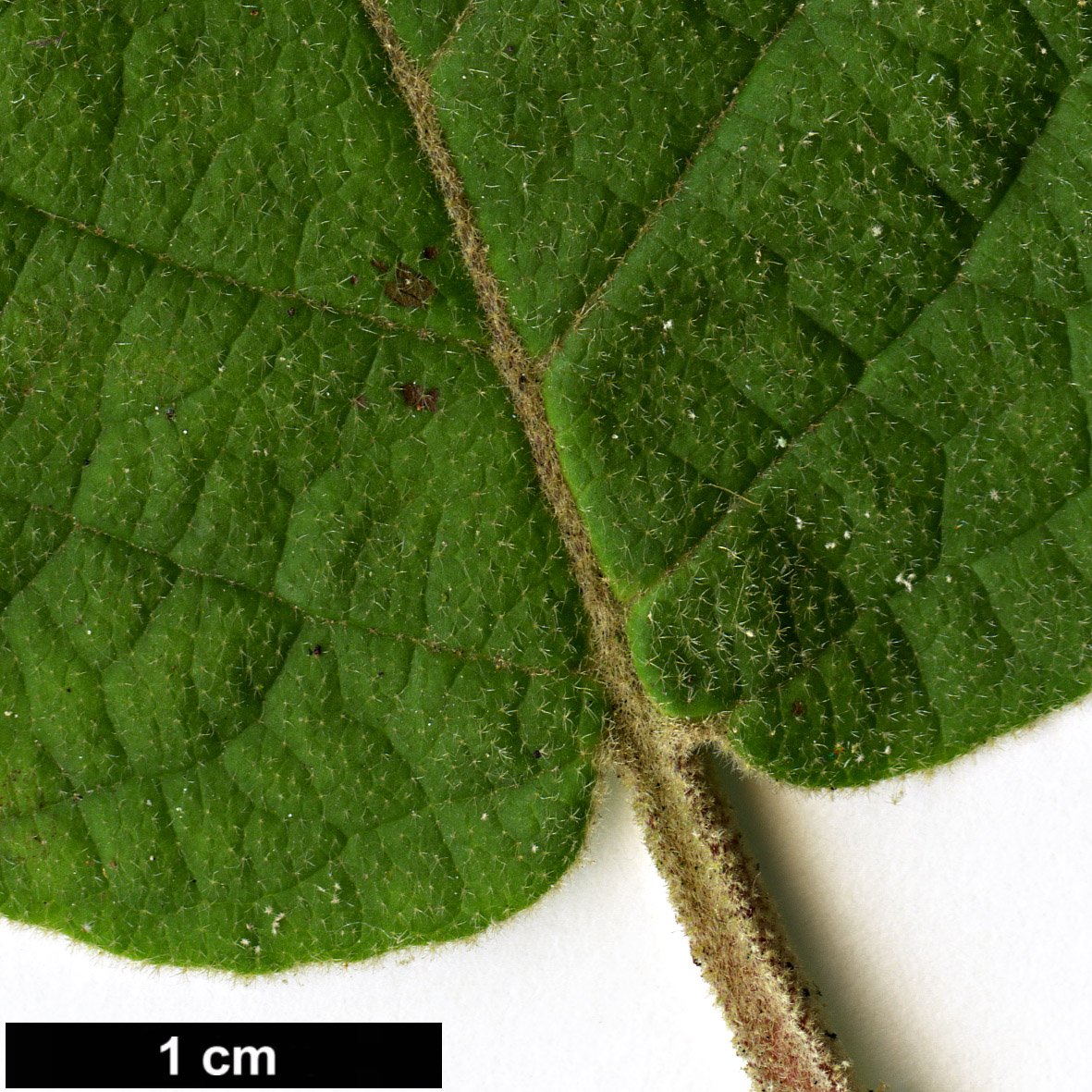 High resolution image: Family: Adoxaceae - Genus: Viburnum - Taxon: cotinifolium