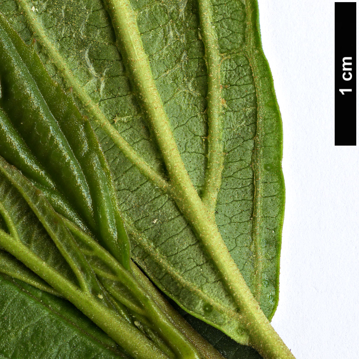 High resolution image: Family: Adoxaceae - Genus: Viburnum - Taxon: cylindricum
