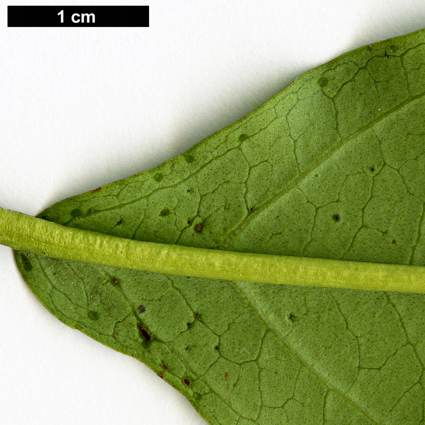 High resolution image: Family: Adoxaceae - Genus: Viburnum - Taxon: cylindricum - SpeciesSub: ‘Chino-Crûg’