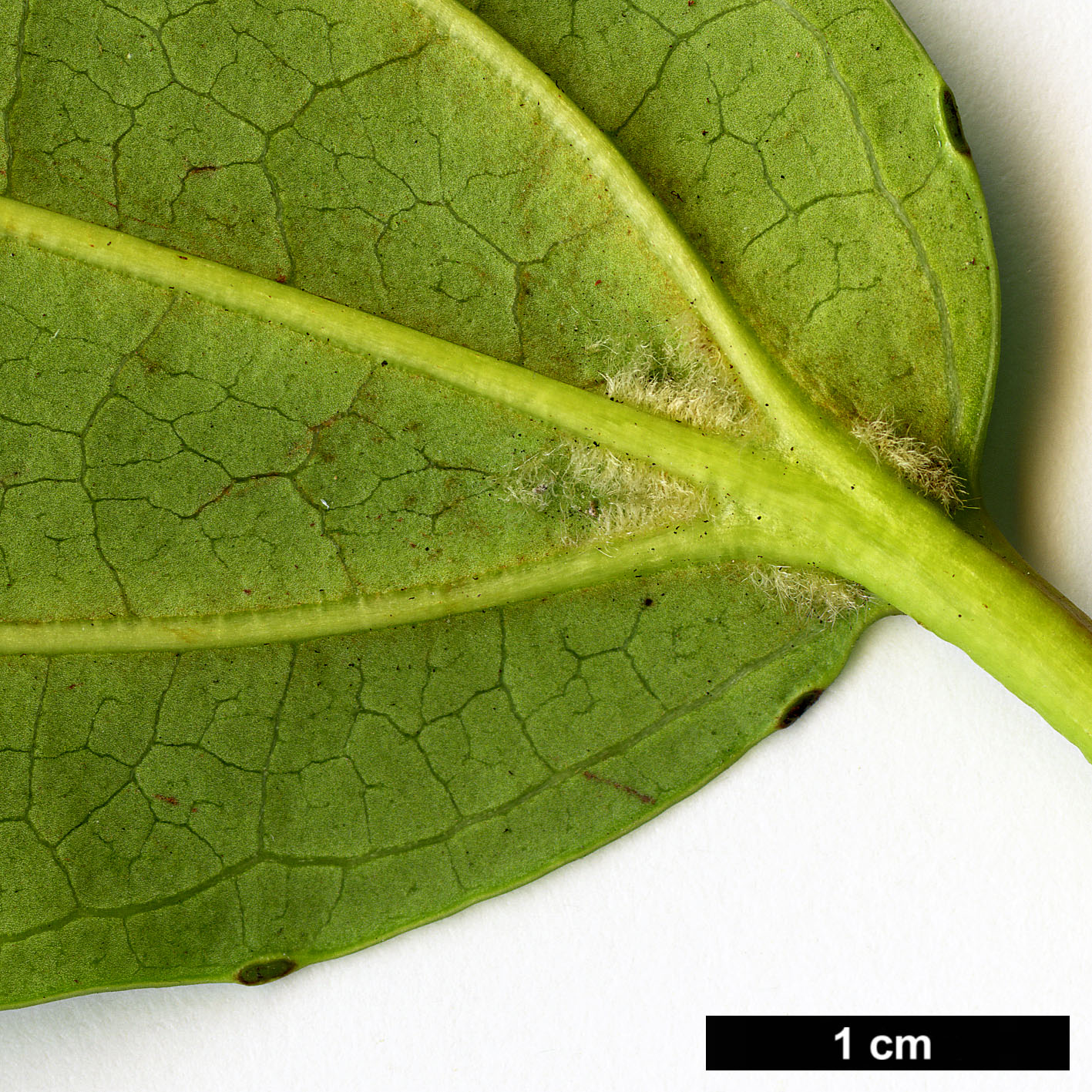 High resolution image: Family: Adoxaceae - Genus: Viburnum - Taxon: davidii