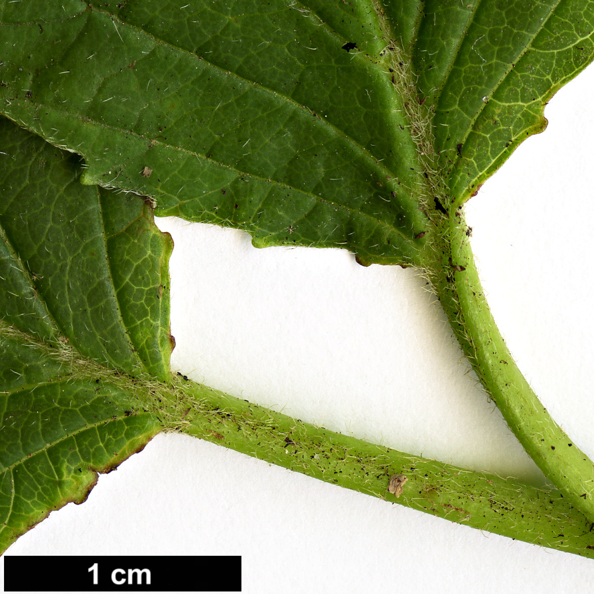 High resolution image: Family: Adoxaceae - Genus: Viburnum - Taxon: deamii