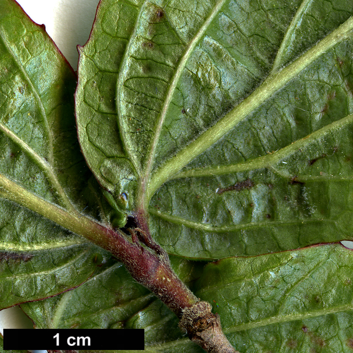 High resolution image: Family: Adoxaceae - Genus: Viburnum - Taxon: erosum