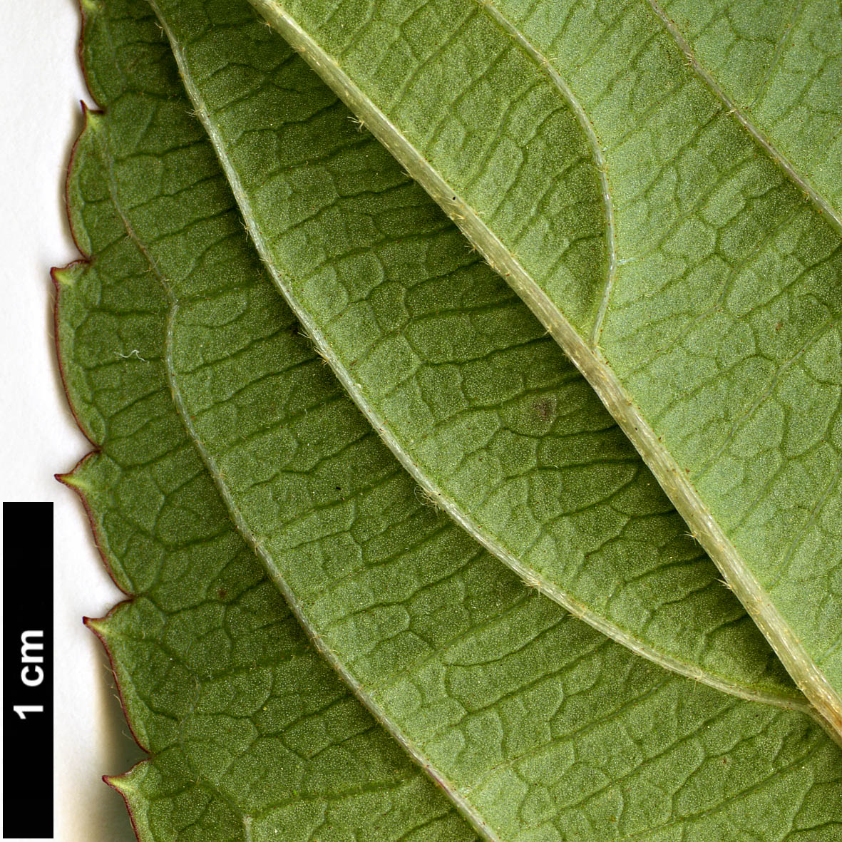 High resolution image: Family: Adoxaceae - Genus: Viburnum - Taxon: erubescens