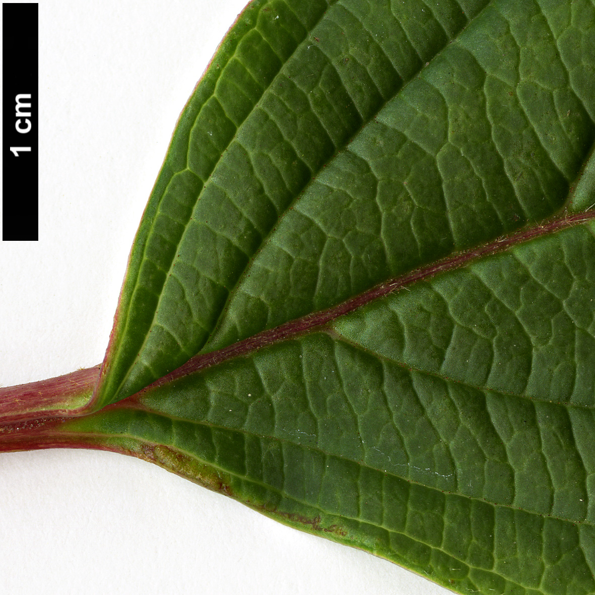 High resolution image: Family: Adoxaceae - Genus: Viburnum - Taxon: erubescens