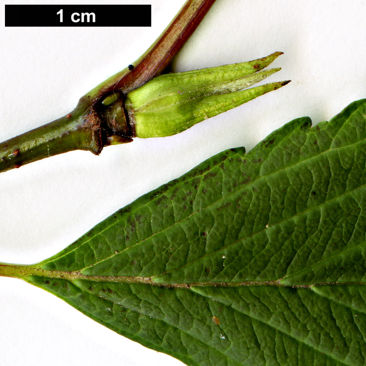 High resolution image: Family: Adoxaceae - Genus: Viburnum - Taxon: farreri