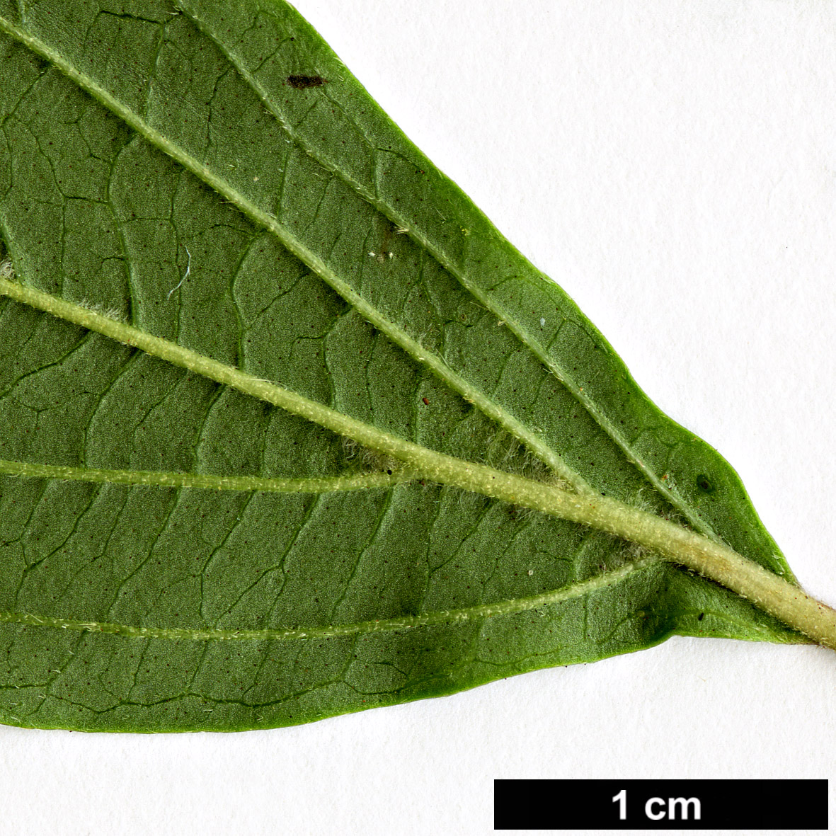 High resolution image: Family: Adoxaceae - Genus: Viburnum - Taxon: foetidum