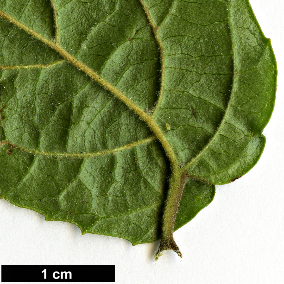 High resolution image: Family: Adoxaceae - Genus: Viburnum - Taxon: formosanum