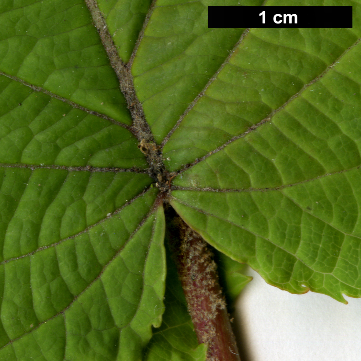 High resolution image: Family: Adoxaceae - Genus: Viburnum - Taxon: furcatum