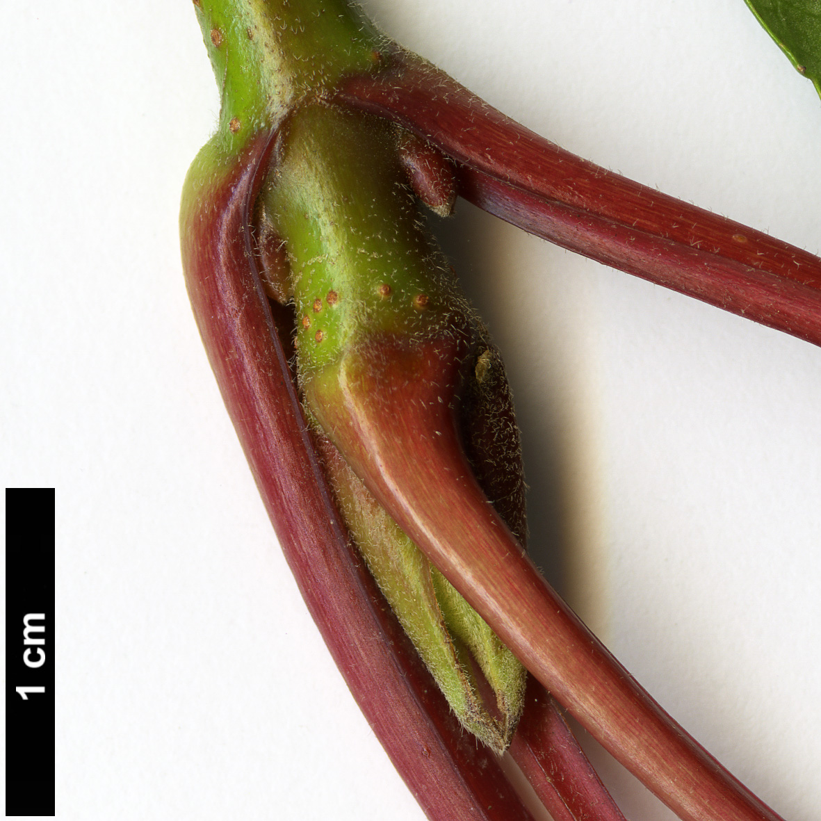 High resolution image: Family: Adoxaceae - Genus: Viburnum - Taxon: grandiflorum