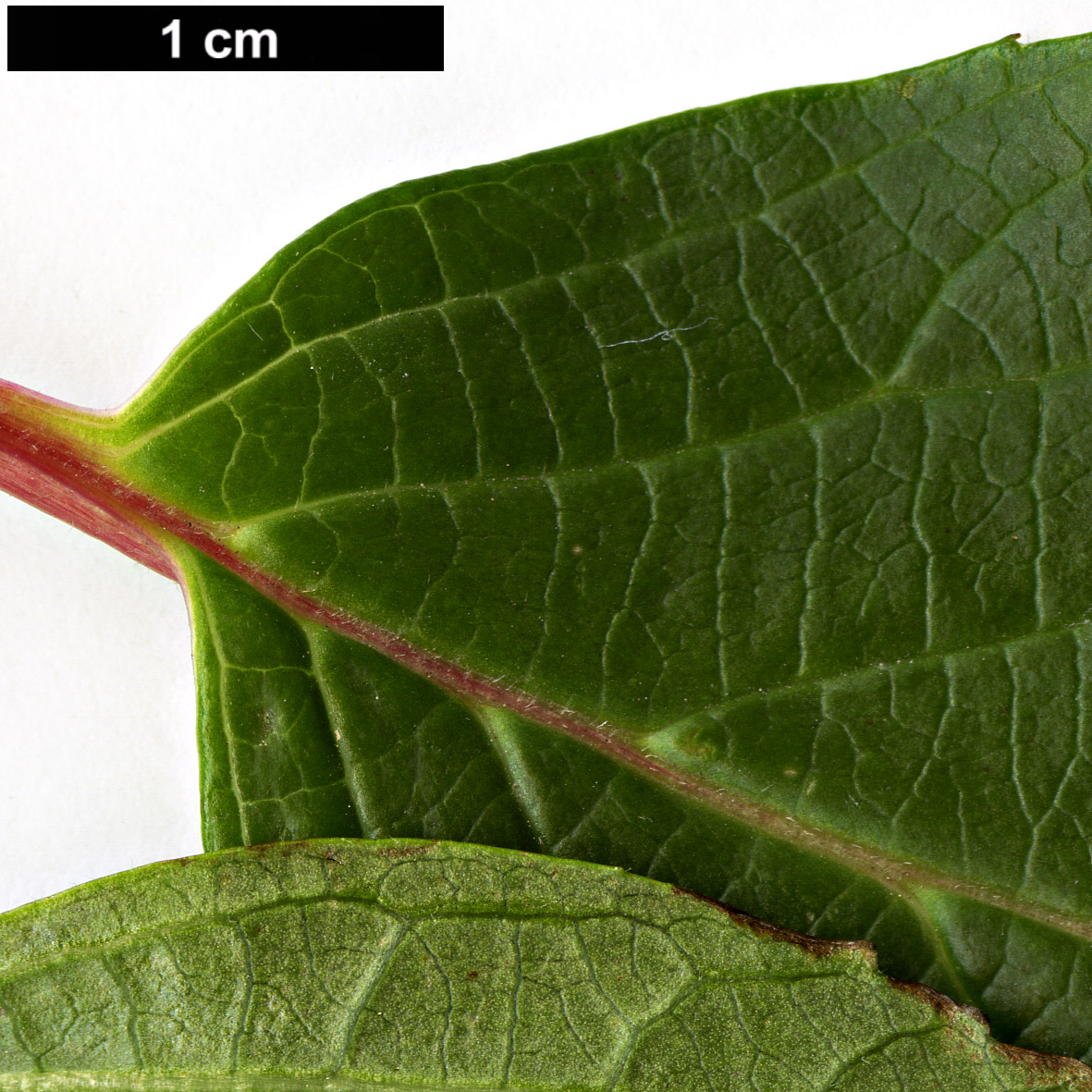 High resolution image: Family: Adoxaceae - Genus: Viburnum - Taxon: grandiflorum