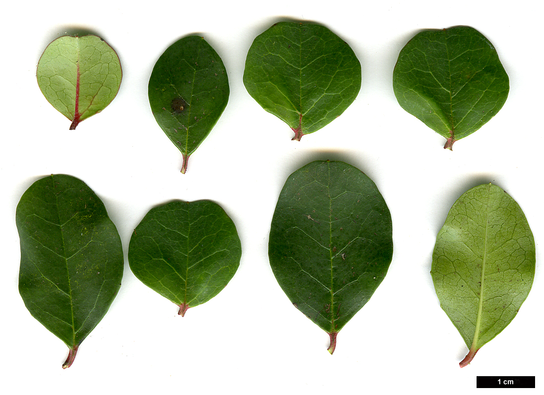 High resolution image: Family: Adoxaceae - Genus: Viburnum - Taxon: harryanum