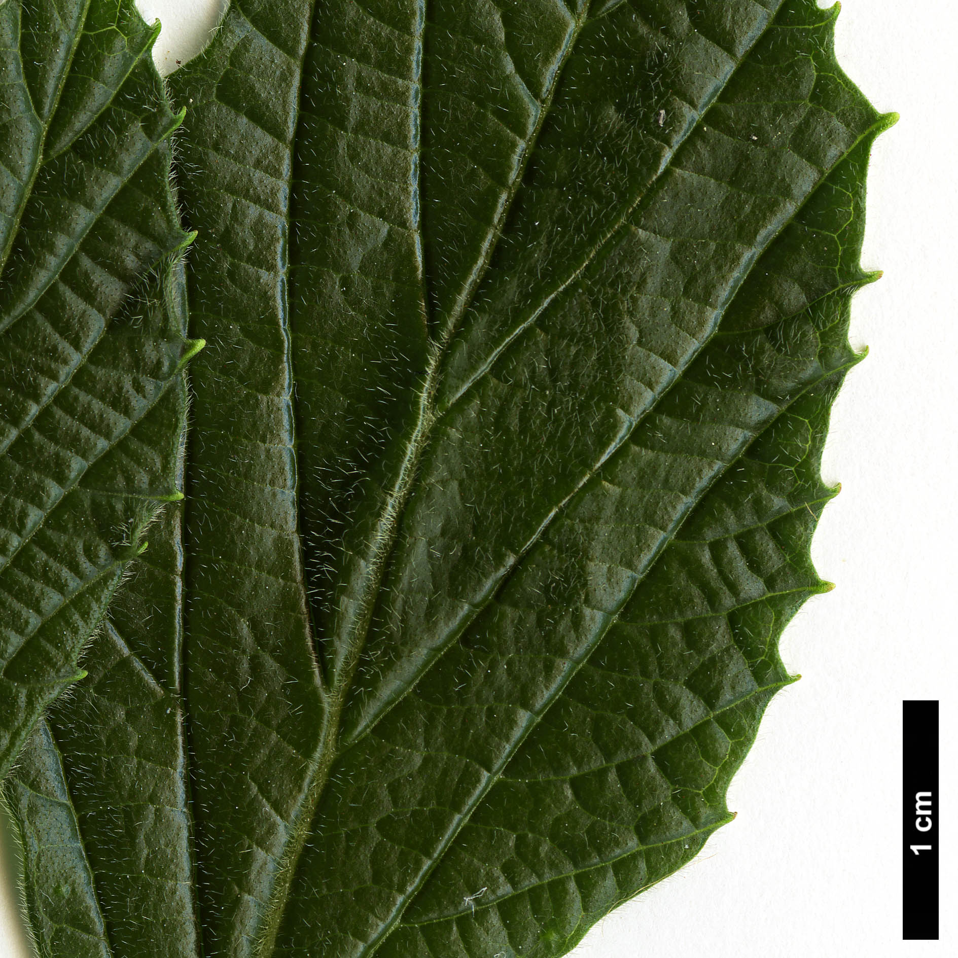 High resolution image: Family: Adoxaceae - Genus: Viburnum - Taxon: hoanglienense