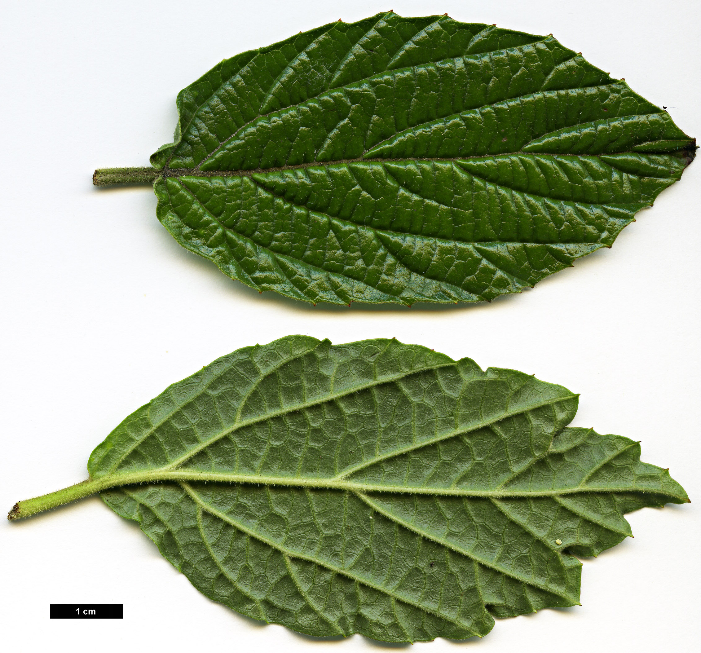 High resolution image: Family: Adoxaceae - Genus: Viburnum - Taxon: hoanglienense