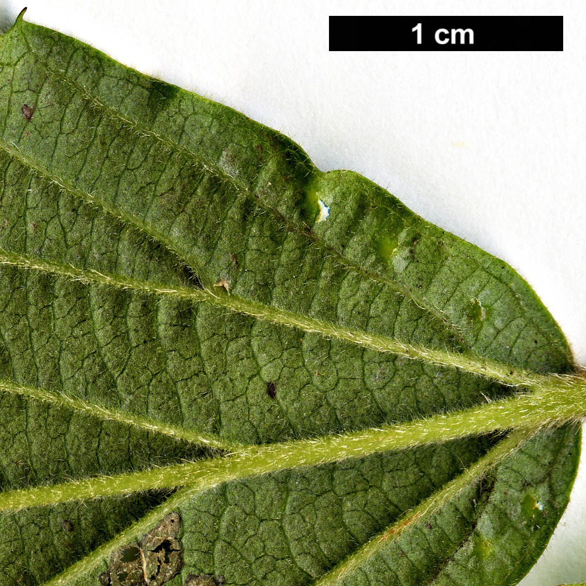 High resolution image: Family: Adoxaceae - Genus: Viburnum - Taxon: hupehense
