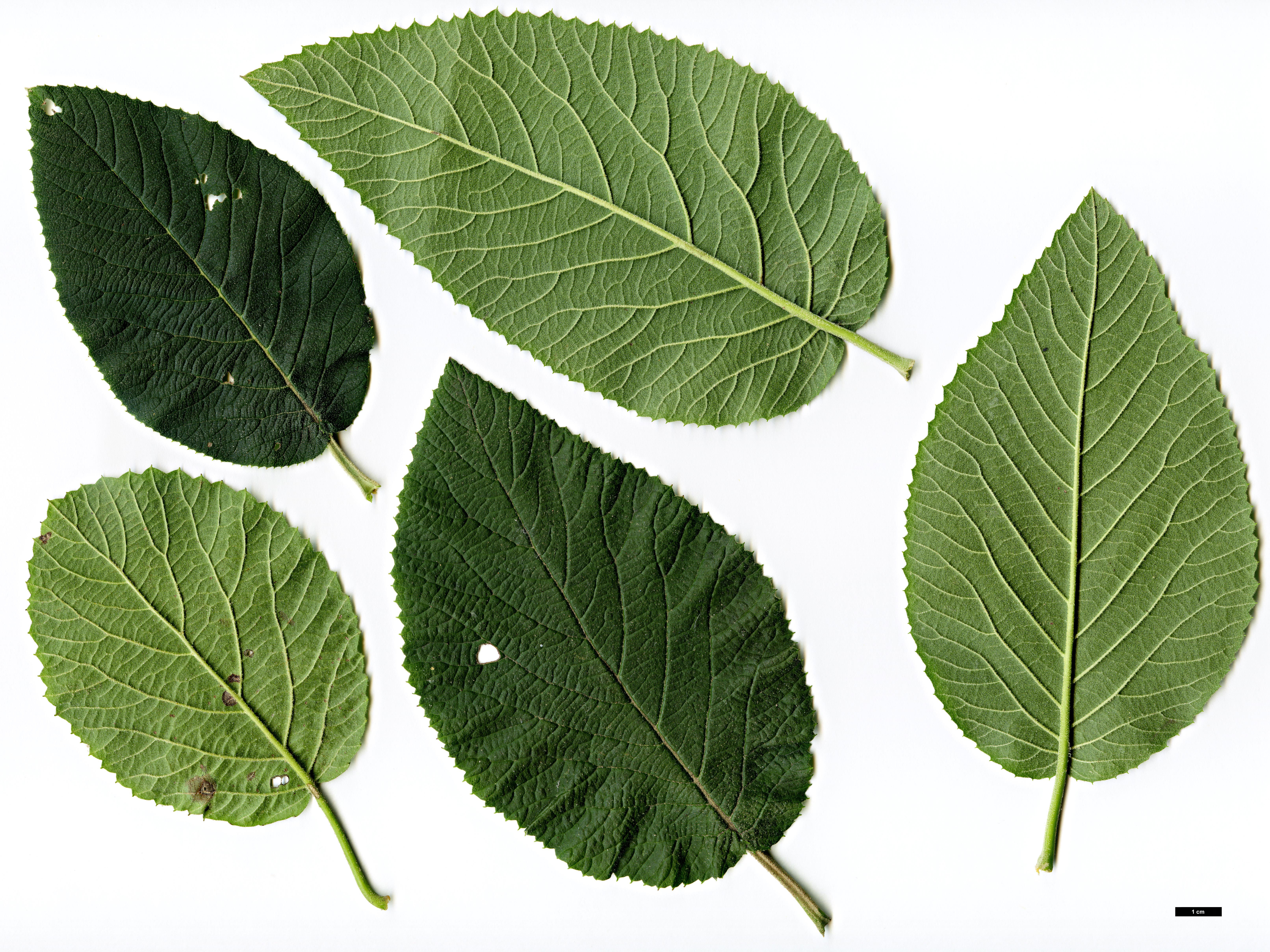 High resolution image: Family: Adoxaceae - Genus: Viburnum - Taxon: lantana