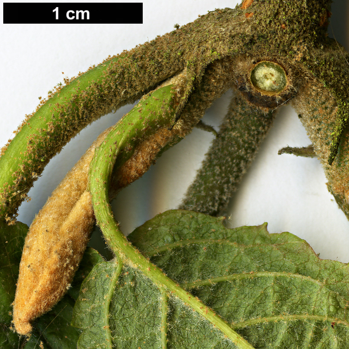 High resolution image: Family: Adoxaceae - Genus: Viburnum - Taxon: lantanoides