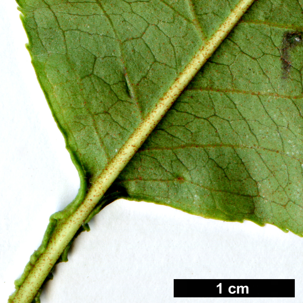 High resolution image: Family: Adoxaceae - Genus: Viburnum - Taxon: lentago