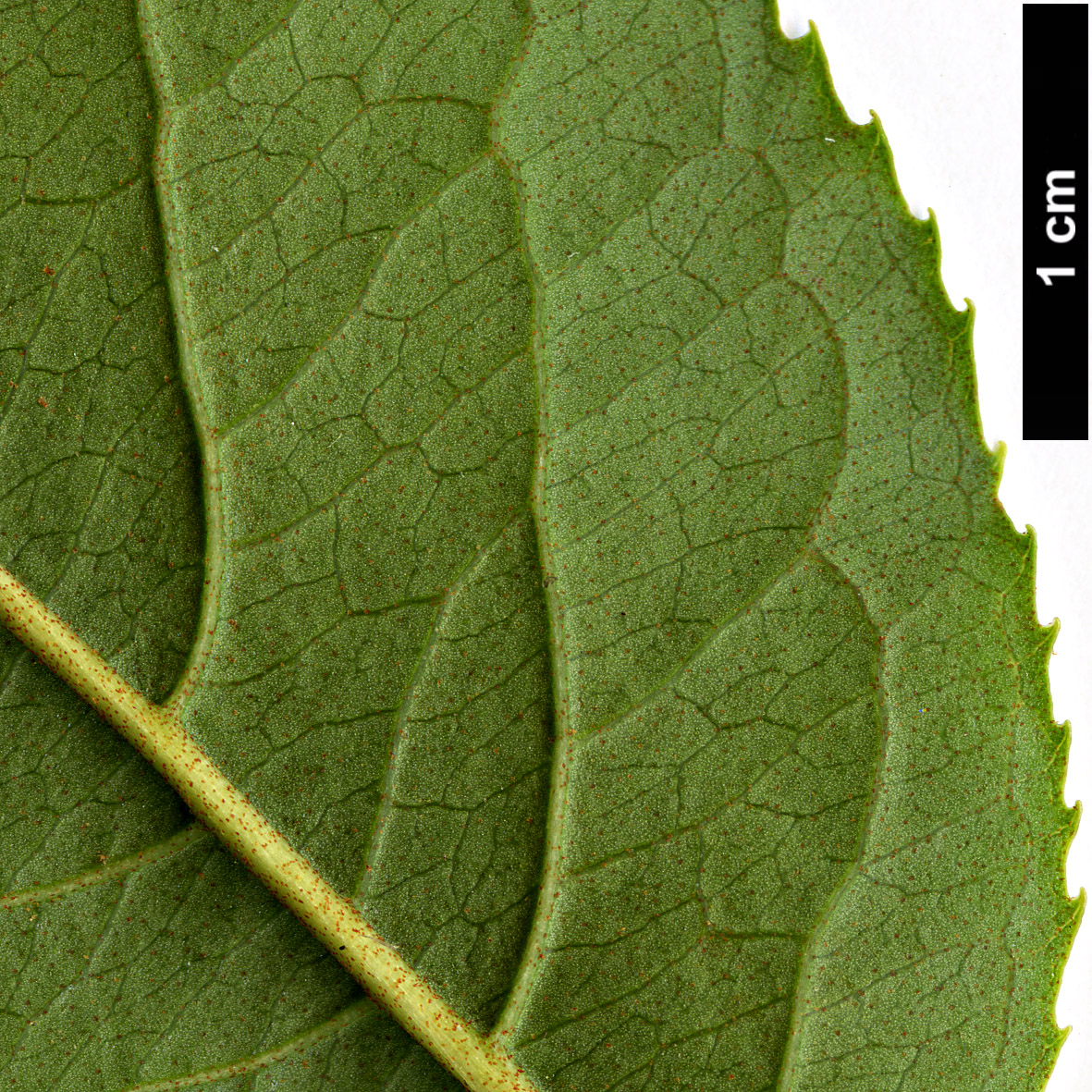 High resolution image: Family: Adoxaceae - Genus: Viburnum - Taxon: lentago