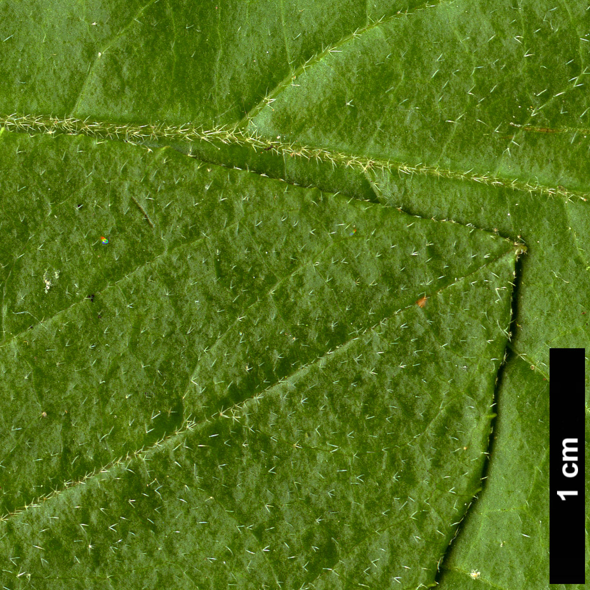 High resolution image: Family: Adoxaceae - Genus: Viburnum - Taxon: macrocephalum