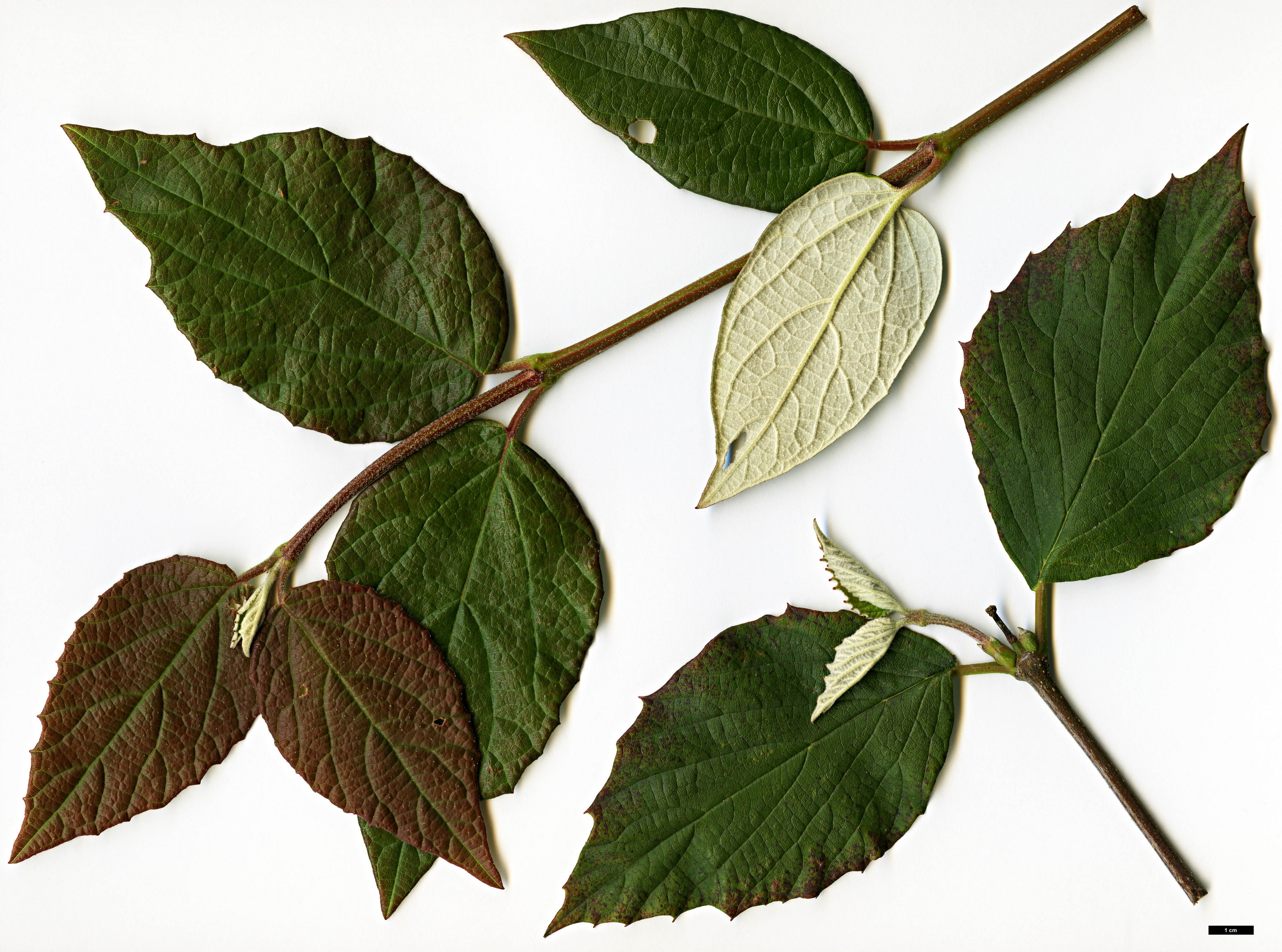 High resolution image: Family: Adoxaceae - Genus: Viburnum - Taxon: microcarpum