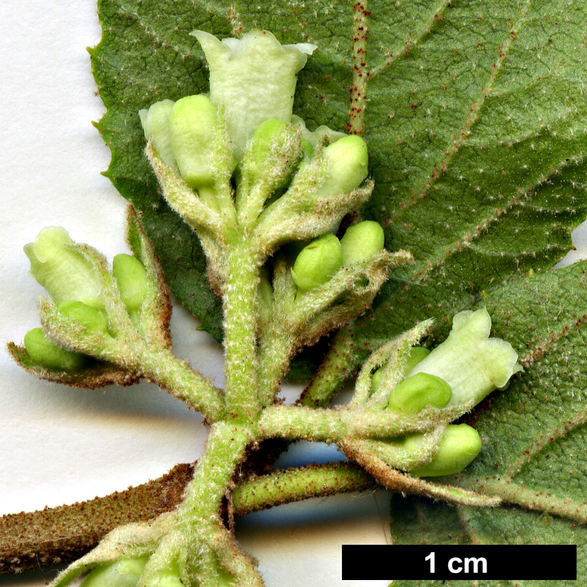 High resolution image: Family: Adoxaceae - Genus: Viburnum - Taxon: mongolicum